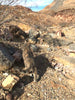 quartzite - pinkish Lower Cambrian quartzite - hand/display specimen