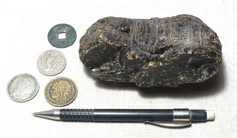 amber - fossil resin from a tropical forest tree in Indonesian Borneo - Geological Specimen Supply