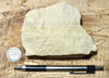 sandstone - fine grained - teaching hand/display specimen of an unusual arkose