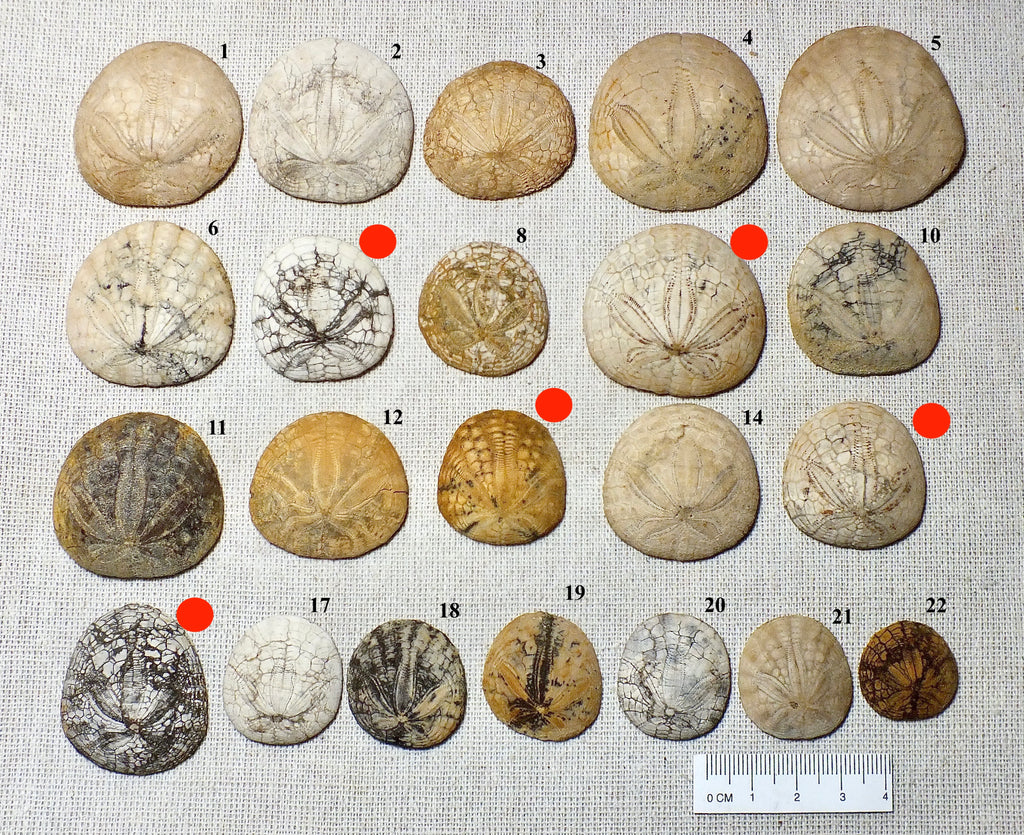 Dendraster gibbsii (Rémond, 1863) - late Miocene to Pliocene