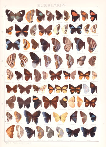 Antique chromolithograph butterfly plate from Macrolepidoptera of the World, Volume 5, Dr. Adelbert Seitz, Editor. Euselasia Plate 121, Thecla, Plate 152