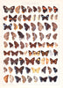 Antique chromolithograph butterfly plate from Macrolepidoptera of the World, Volume 5, Dr. Adelbert Seitz, Editor. Euselasia Plate 121, Thecla, Plate 152