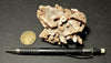 Thamnopora sp. Steininger, 1831  -  Devonian tabulate branching fossil coral from the Jerome member of the Martin Formation, Verde Valley, Arizona