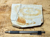shale - tan siliceous Altamira Shale from the Miocene of California - teaching hand specimen