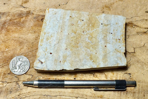 shale - tan siliceous Altamira Shale from the Miocene of California - teaching hand specimen