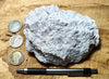 tuff - rhyolitic tuff with pumice clasts - a classic ignimbrite or pumice-dominated pyroclastic deposit - teaching hand/display specimen