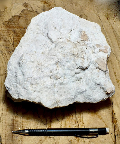 caliche - tan hardpan caliche from the Mojave Desert - display specimen
