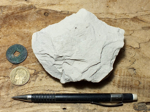 claystone - teaching hand specimen of diatomaceous claystone from the Sisquoc Formation, Santa Barbara County, Calif.