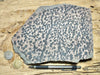 dendrites - hand/display specimen of manganese oxide dendrites