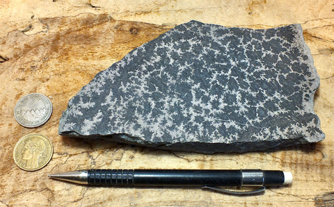 dendrites - teaching hand specimen of manganese oxide dendrites