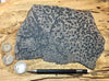 dendrites - hand/display specimen of manganese oxide dendrites