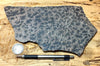 dendrites - hand/display specimen of manganese oxide dendrites