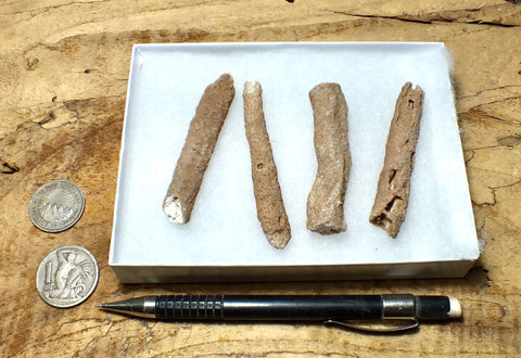 fulgurite - set of natural glass tubes formed by lightning strikes on sand