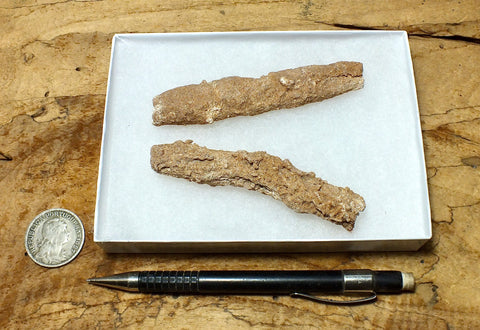 fulgurite - pair of longer than average natural glass tubes formed by lightning strikes on sand