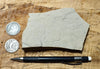limestone - tan silty limestone from the Jurassic Carmel Fm. - teaching hand specimen