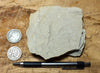 limestone - tan silty limestone from the Jurassic Carmel Fm. - teaching hand specimen