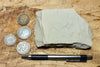 limestone - tan silty limestone from the Jurassic Carmel Fm. - teaching hand specimen