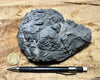 limestone - hand/display specimen showing typical dissolved surface found in arid climates - Lower Cambrian Chambless Limestone, Marble Mountains, Calif.