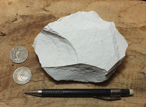 magnesite - hand/display specimen of light tan porous magnesite - Windous magnesite deposit, Westvaco Mine