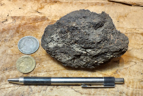 peat - hand specimen of peat from the San Andreas fault zone, formed in a marsh that dried out roughly a century ago