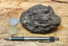 peat - hand specimen of peat from the San Andreas fault zone, formed in a marsh that dried out roughly a century ago