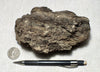 peat - silty peat from the San Andreas fault zone, formed in a marsh that dried out roughly a century ago - hand/display specimen