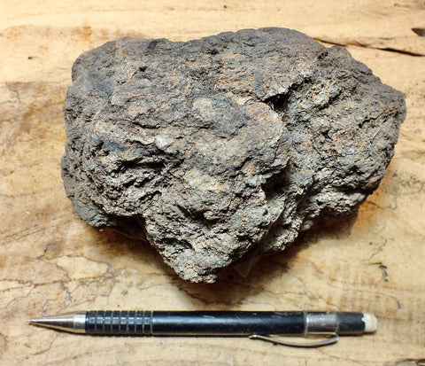 peat - hand/display specimen of peat from the San Andreas fault zone, formed in a marsh that dried out roughly a century ago