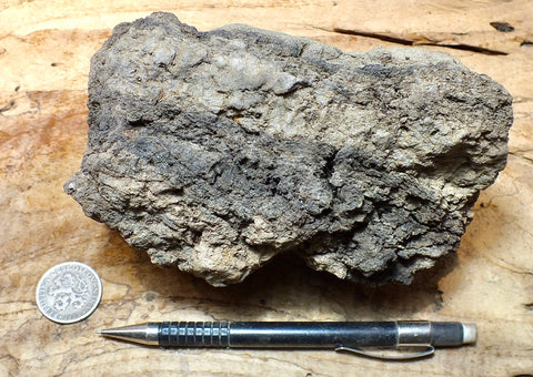 peat - layered peat and silt from the San Andreas fault zone, formed in a marsh that dried out roughly a century ago - display specimen