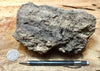 peat - layered peat and silt from the San Andreas fault zone, formed in a marsh that dried out roughly a century ago - display specimen