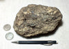 peat - silty peat from the San Andreas fault zone, formed in a marsh that dried out roughly a century ago - hand/display specimen