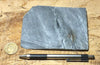 phyllite - hand specimen of a silvery to dark gray Paleozoic phyllite from the Shoo Fly Complex