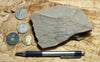 porcelanite - formed from the reprecipitation of silica during the conversion of siliceous sediments to sedimentary rock - Monterey Formation, CA - teaching hand specimen