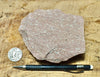 rhyolite porphyry - light pink rhyolite with small phenocrysts - hand/display specimen