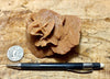 gypsum - sand selenite rose from a dry lake near Oujda, Morocco - hand  specimen