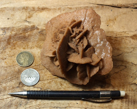 gypsum - sand selenite rose from a dry lake near Oujda, Morocco - large hand/display specimen