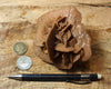 gypsum - sand selenite rose from a dry lake near Oujda, Morocco - large hand/display specimen