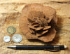 gypsum - sand selenite rose from a dry lake near Oujda, Morocco - large hand/display specimen