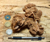gypsum - sand selenite rose from a dry lake near Oujda, Morocco - large hand/display specimen