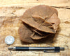 gypsum - sand selenite rose from a dry lake near Oujda, Morocco - large hand/display specimen