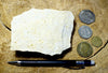 sandstone - fine grained - teaching hand specimen of an unusual arkose