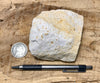 sandstone - fine grained - teaching hand specimen of an unusual arkose