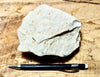 sandstone - fine grained - teaching hand/display specimen of an unusual arkose