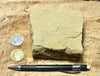 sandstone - yellow-brown medium-grained moderately lithified Miocene sandstone - hand/display specimen