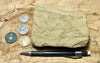 sandstone - yellow-brown medium-grained moderately lithified Miocene sandstone - hand/display specimen