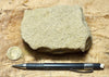 sandstone - yellow-brown medium-grained moderately lithified Miocene sandstone - hand/display specimen