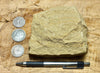 sandstone - yellow-brown medium-grained moderately lithified Miocene sandstone - hand/display specimen