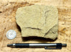 sandstone - yellow-brown medium-grained moderately lithified Miocene sandstone - hand/display specimen