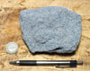 sandstone - teaching hand specimen of a blue weakly-lithified Pliocene sandstone from the Kettleman Hills of California
