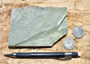 shale - hard green Lower Cambrian shale from the Harkless Formation - teaching hand specimen