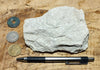 shale -  teaching hand specimen of soft light tan diatomaceous shale from the Upper Miocene Modelo Formation of California